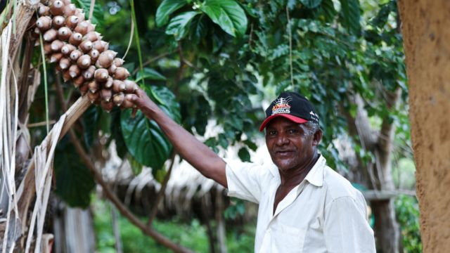 Coletor de babaçu diante de árvore com os cocos da espécie