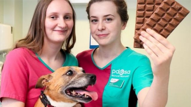 Собака з ветеринарами