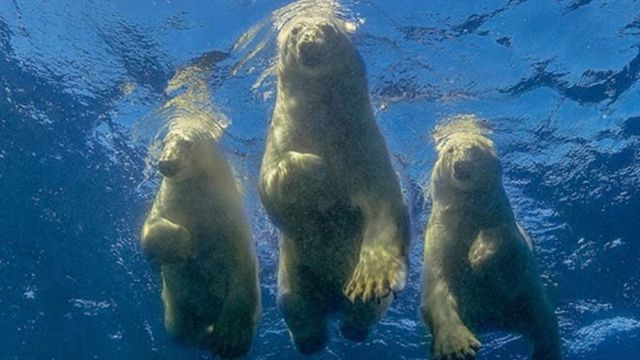 Three polar bears in the Hudson Bay