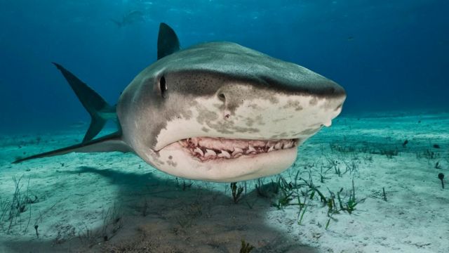 虎鲨如何平衡生态系统 为气候带来好处(photo:BBC)