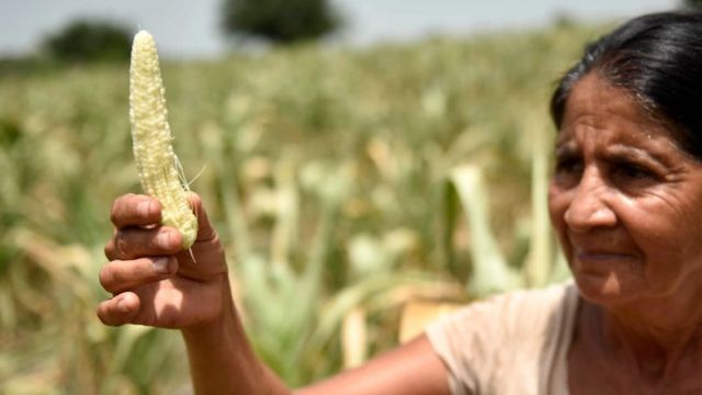 Una agricultora muestra el maíz arruinado por la sequía
