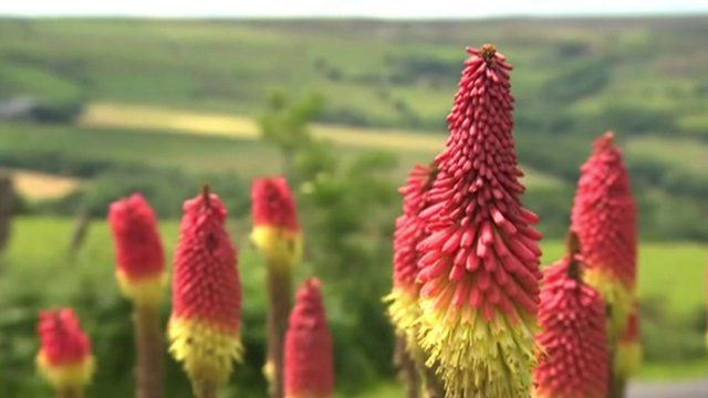 Flowers in North York Moors National Park