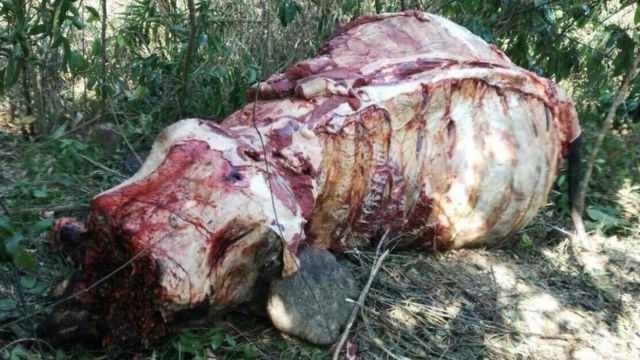 A fully skinned elephant in Myanmar