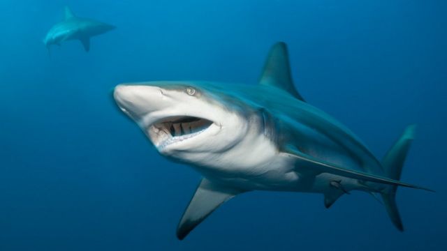 新種のサメが英国に出現 気温上昇で cニュース
