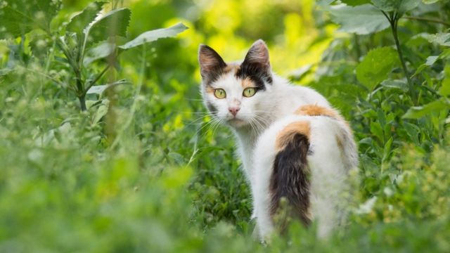 Influyente consola Dar Por qué los perros y los gatos a veces comen hierba? - BBC News Mundo