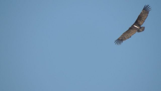 பாறு கழுகு