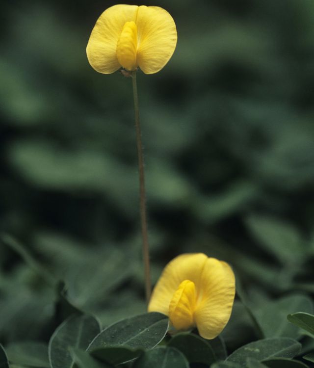 Dos flores de una planta de maní