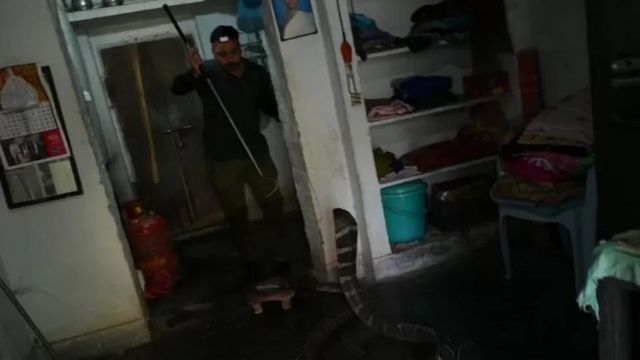 ராஜ நாகம்