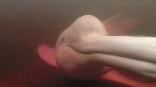 Delfín rosado Foto: Fundación Omacha