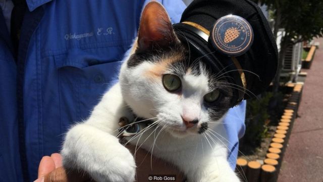 Cô mèo trưởng ga tàu điện Nhật Bản sẽ đem đến cho bạn những cảm giác mới lạ về một hình ảnh quen thuộc. Hãy truy cập vào hình liên quan để cùng trải nghiệm màu sắc và không khí đặc biệt mà cô mèo trưởng ga tàu điện Nhật Bản mang lại.