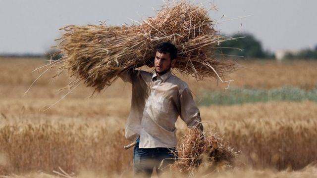 مزارع فلسطيني خلال موسم الحصاد في خان يونس