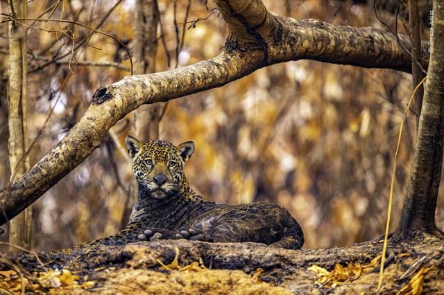 Jaguar com corpo acinzentado em meio a floresta queimada