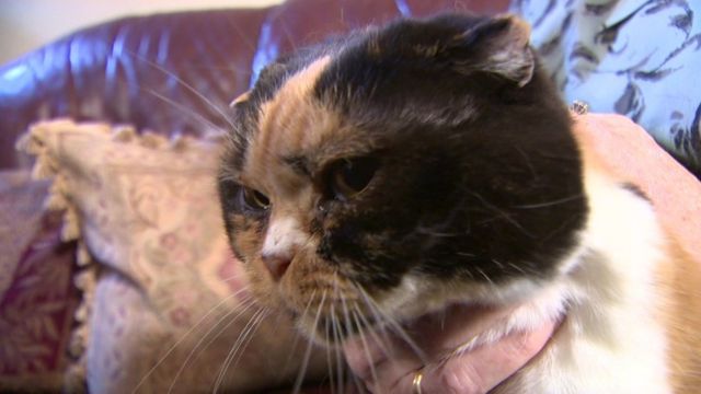 Should Scottish fold cats be banned? - BBC News