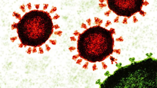 O coronavírus entra nas células ligando-se aos receptores celulares nas membranas mucosas do nariz, boca e olhos através da proteína spike na superfície externa (explicação).