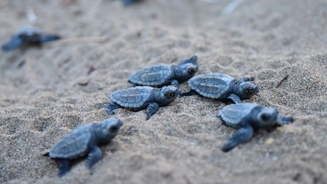 World Turtle Day How Much Do You Know About The Incredible Animals Cbbc Newsround