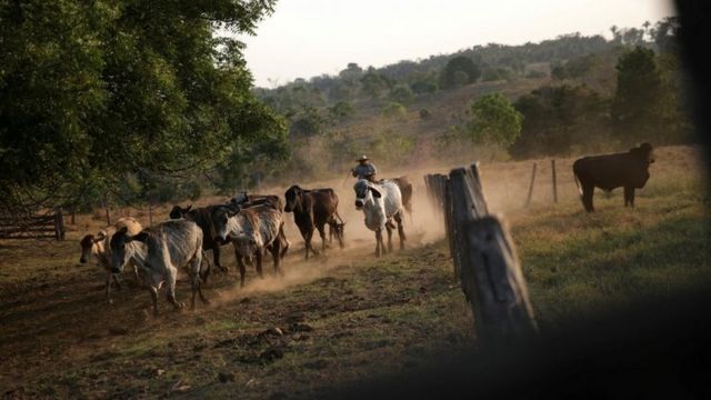 A carne possível: fazendeiro mostra como pecuária pode regenerar o Cerrado  - 18/03/2021 - UOL ECOA