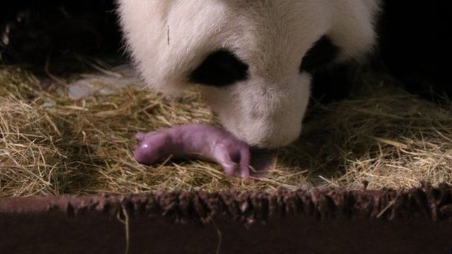 Lun Lun and one of her cubs