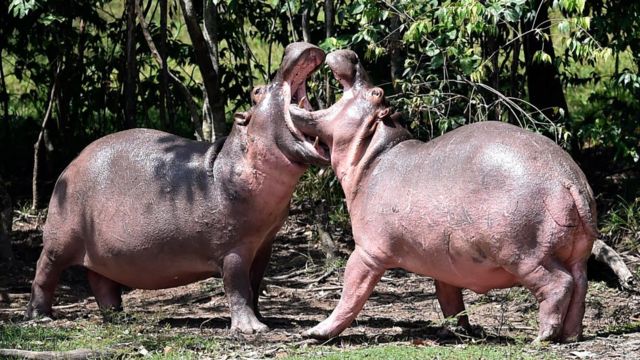 A couple of hippos play at Hacienda Napoles