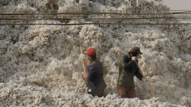 The cotton crop in Xinjiang accounts for a fifth of world production