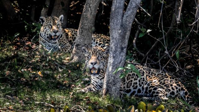 Oncas no pantanal