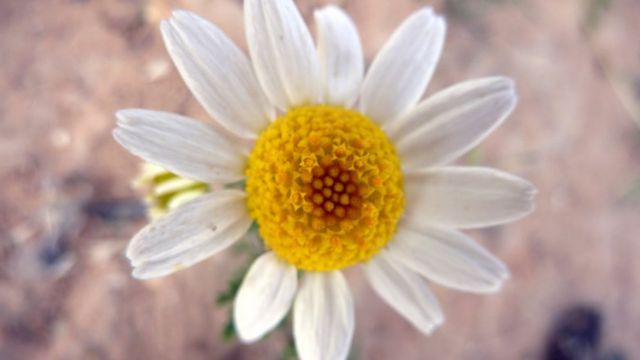 A daisy viewed from above