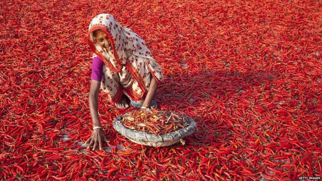 परंपरागत रूप से चावल, गेहूं, मक्का, आलू का उत्पादन करने वाले बांग्लादेश ने अब शिमला मिर्च, ड्रैगन फ़्रूट और स्ट्रॉबेरी जैसी नई फ़सल उपजाना भी शुरू कर दिया है.