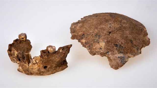 بقايا الجمجمة التي عثر عليها في الرملة