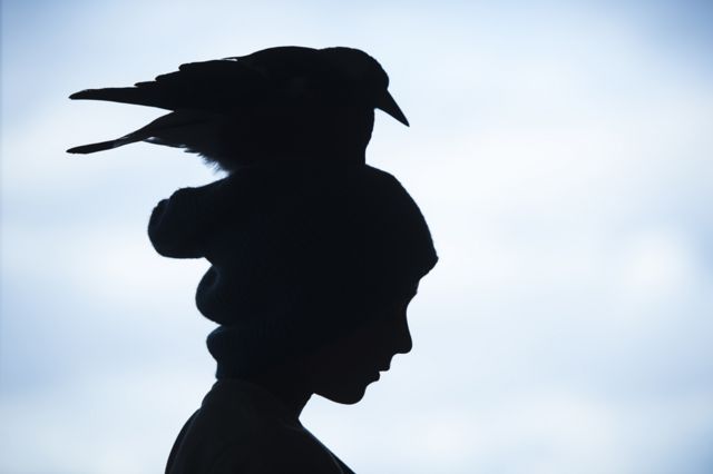Penguin in silhouette