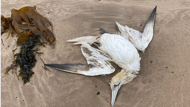 Dead gannet at Seaton Point, Northumberland