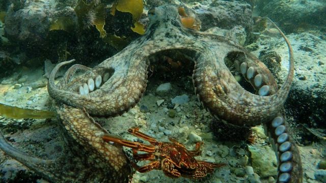 Imagen del documental My Octopus Teacher