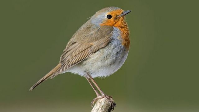 英国脱欧政坛 炮火连天 知更鸟飞跃北京 Bbc News 中文