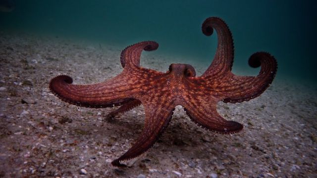 Imagen del documental My Octopus Teacher