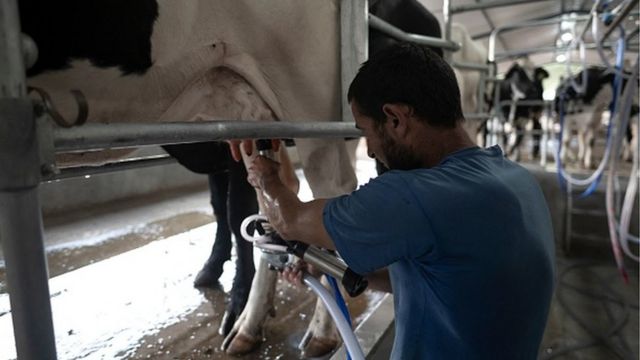 CRÉDITO,GETTY IMAGES:Crise impactou a produção de leite nas fazendas brasileiras