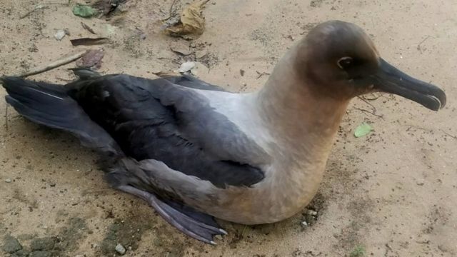 அண்டரன்ட் பறவை