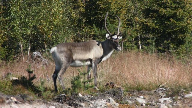 OS CERVOS, VEADOS E CORÇAS (Cervidae)🦌 