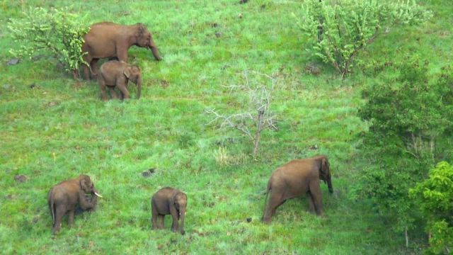 உலாவும் யானைகள்