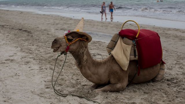 Тунисский верблюд