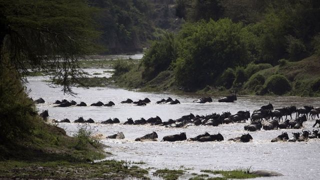 Nyumbu wakivuka mto kayika mbuga za Serengeti (Tanzania) na Masai Mara (Kenya) .