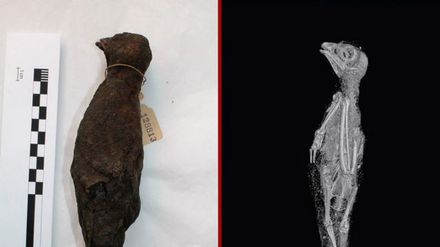 Mummified animal and scan