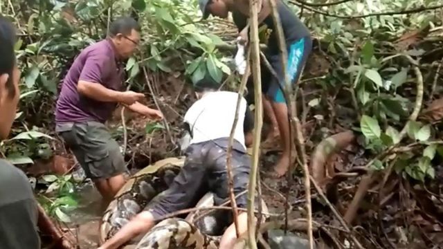 In 2018 ving een groep dorpelingen in Indonesië op deze foto paling, maar die vervingen ze door een 8 meter lange python. Gelukkig raakte niemand gewond.