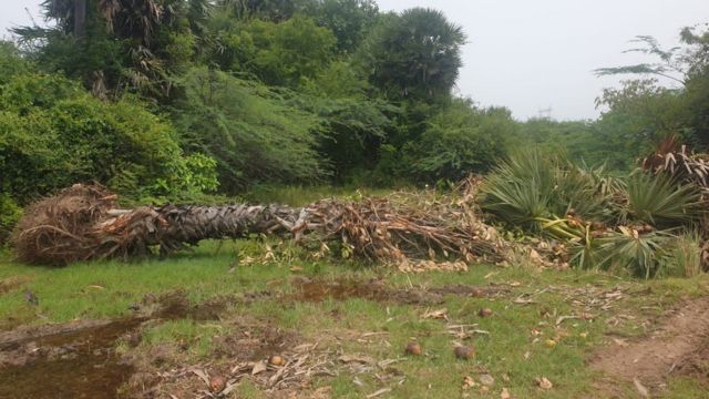 காப்புக்காடு