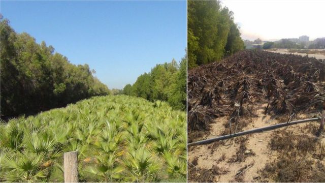Palmera Washingtonia plantada como parte de la iniciativa "Un millón de árboles" cerca de Dubái en 2016 (izquierda) y 2019 (derecha).