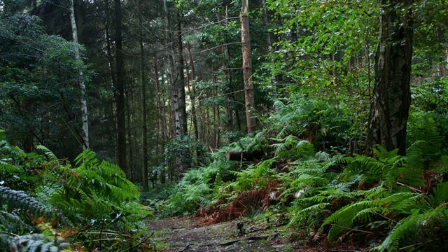 Bosque en Charnwood