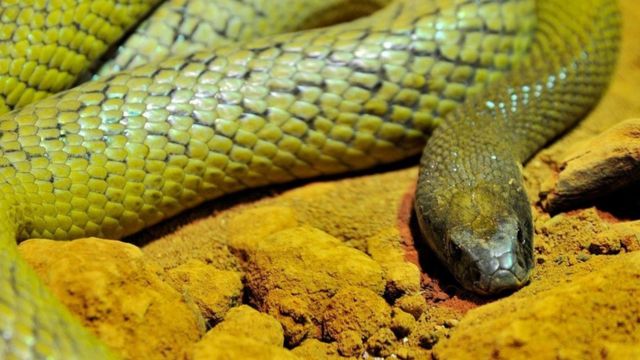 Os animais com venenos incrivelmente poderosos - BBC News Brasil