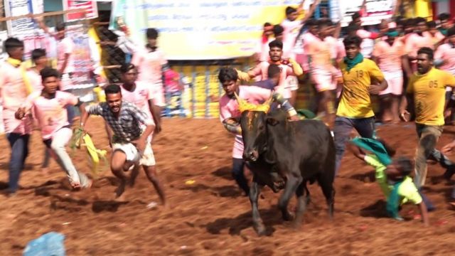 Tamil catcher, a majestic walking bull