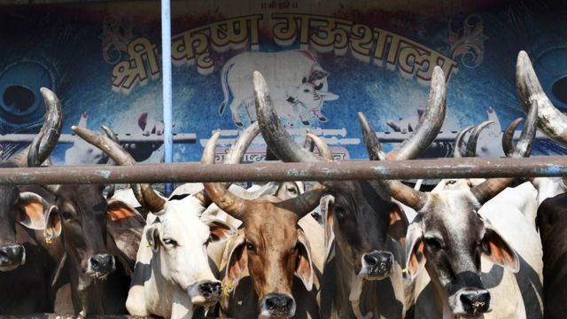গরুকে দেবতা হিসাবে দেখে ভারতের হিন্দুরা