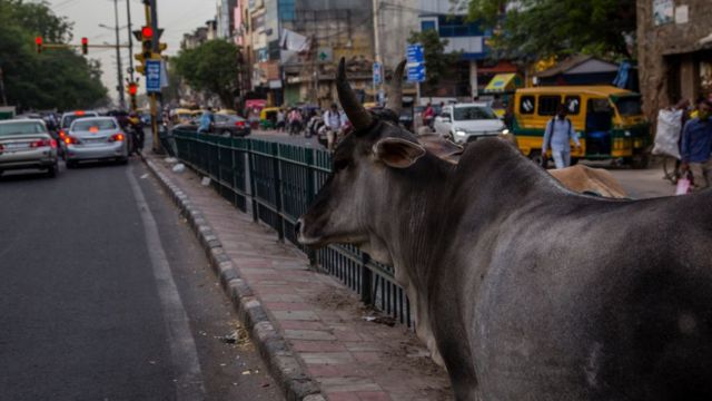 ગુજરાતમાં માલધારીઓ જેના વિરોધમાં રસ્તા પર ઊતર્યા એ 'ઢોર નિયંત્રણ બિલ' શું?  - BBC News ગુજરાતી