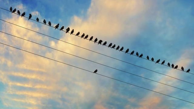 Pássaros em cabos elétricos - eles estão todos no mesmo cabo, exceto para aquele que está sozinho no cabo paralelo