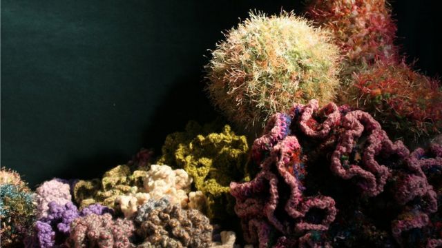 Detalle de arrecife de coral