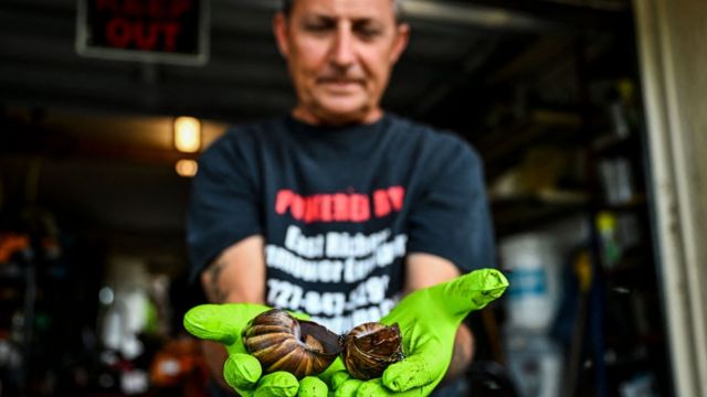 Man holds two captured snails